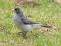 Acridotheres tristis (Common Myna).jpg